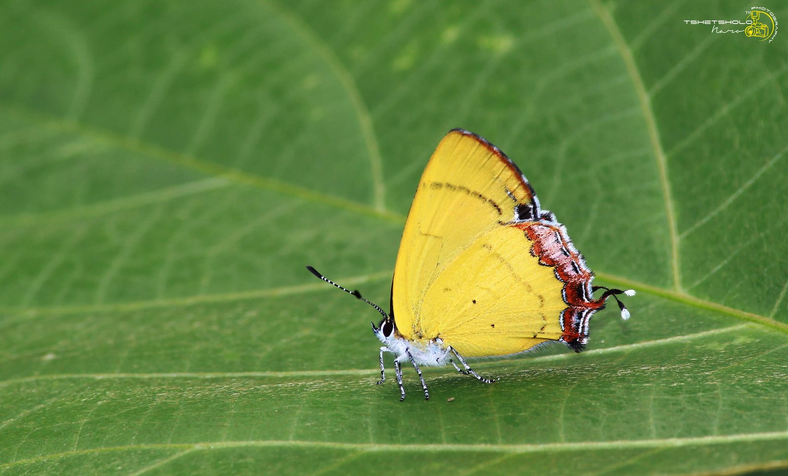 Golden-Sapphire