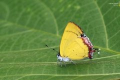Golden-Sapphire